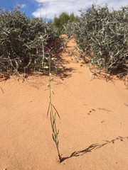 Streptanthus longirostris