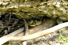 Crotalus lepidus klauberi