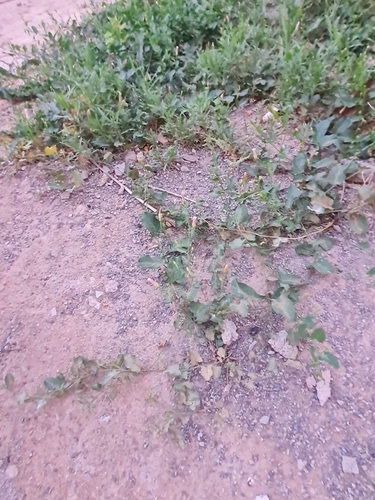 field bindweed