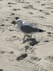 American Herring Gull
