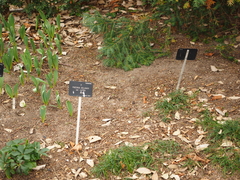 Paeonia delavayi