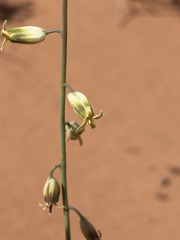 Streptanthus longirostris