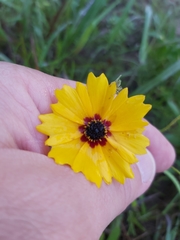 Coreopsis basalis
