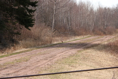 Turdus migratorius image