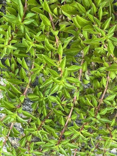Ludwigia palustris iNat (3)