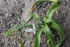 Albuca nelsonii