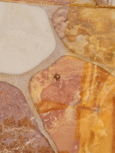 Noble False Widow