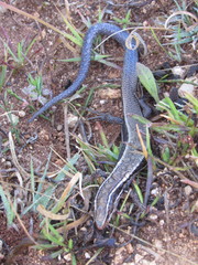 Plestiodon brevirostris