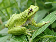 European Tree Frog