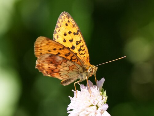 Marbled Fritillary