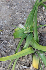 Albuca nelsonii