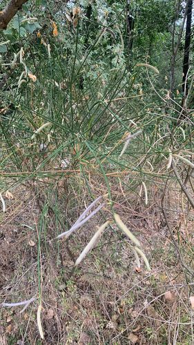 Spanish Broom