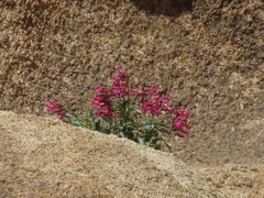 Penstemon clevelandii