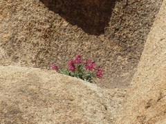 Penstemon clevelandii