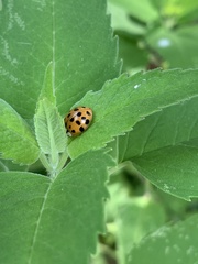Harmonia axyridis