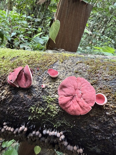 mauve elfcup