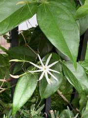 Jasminum laurifolium