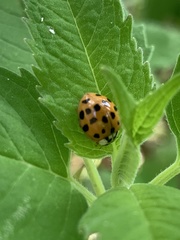 Harmonia axyridis