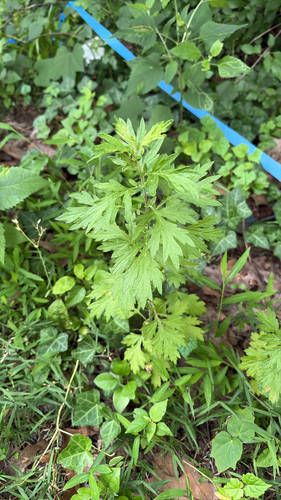 common mugwort