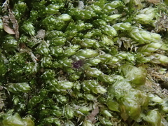 Plagiothecium cavifolium