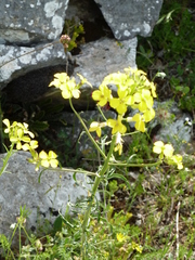 Erysimum maremmanum
