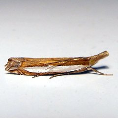 Crambus sperryellus