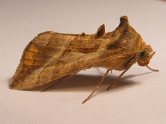 Autoplusia egena