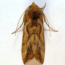Autoplusia egena