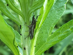 Scaphomorphus longinasus