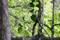 Abroscopus albogularis