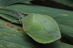 Empysarus depressus
