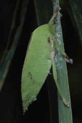 Empysarus depressus