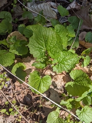 Alliaria petiolata