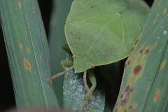 Empysarus depressus