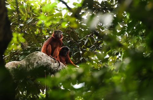 Upper Guinea Bay Colobus