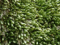 Plagiothecium cavifolium