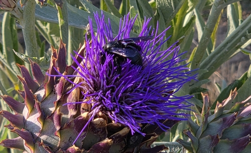 Xylocopa