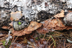 Metuloidea murashkinskyi