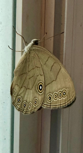 Appalachian Brown