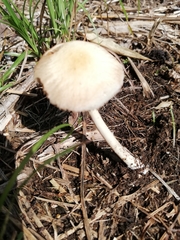 Agrocybe retigera