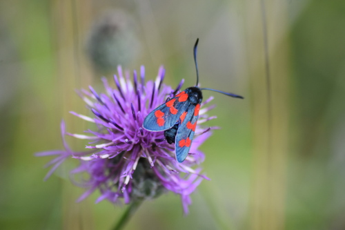 Six-spot Burnet