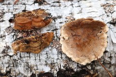 Metuloidea murashkinskyi