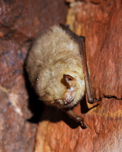 Temminck's Myotis (Myotis tricolor)