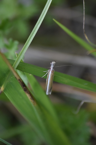 Pleurota aristella