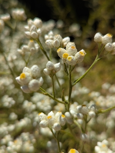 iNaturalist observation photo of California cudweed