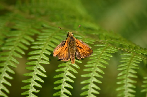 Large Skipper