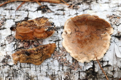 Metuloidea murashkinskyi