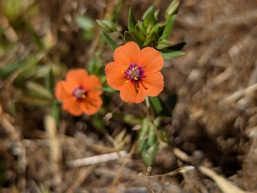 iNaturalist observation photo of scarlet pimpernel