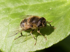 Eristalis pertinax