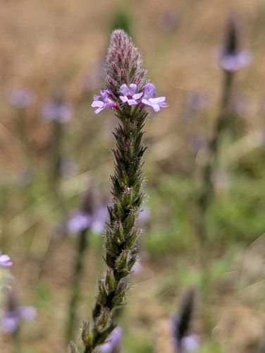 iNaturalist observation photo of western vervain